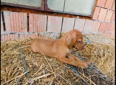 madjarska vizla 01a.jpg